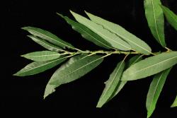 Salix eriocephala. Branch apex with mature leaves. Image: D. Glenny © Landcare Research 2020 CC BY 4.0